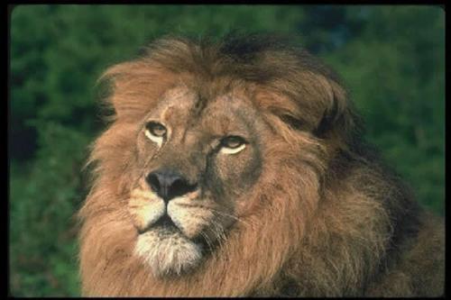 Zoológico “El Puerto” recibe ejemplar único de león Atlas